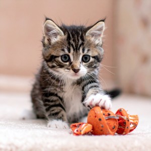 ดาวน์โหลดและฟังเพลง Cuerdas Para Colas Relajadas พร้อมเนื้อเพลงจาก Música Ambiental para Gatos