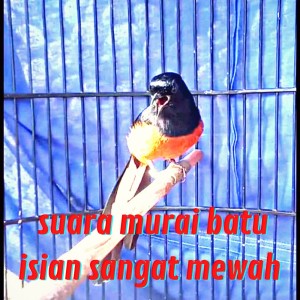 Listen to Suara Murai Batu Isian Sangat Mewah (Live) song with lyrics from Love Bird
