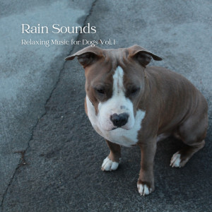 Rain Sounds: Relaxing Music for Dogs Vol. 1