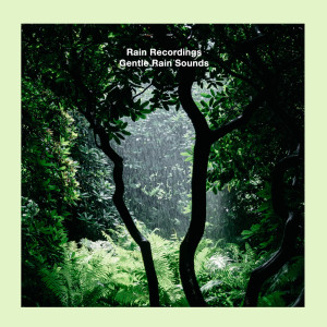 Listen to Gentle Rain Sounds song with lyrics from Rain Recordings