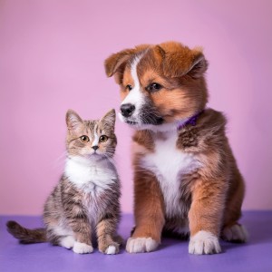 ดาวน์โหลดและฟังเพลง Acordes Reconfortantes Para Mascotas พร้อมเนื้อเพลงจาก Bestia binaural