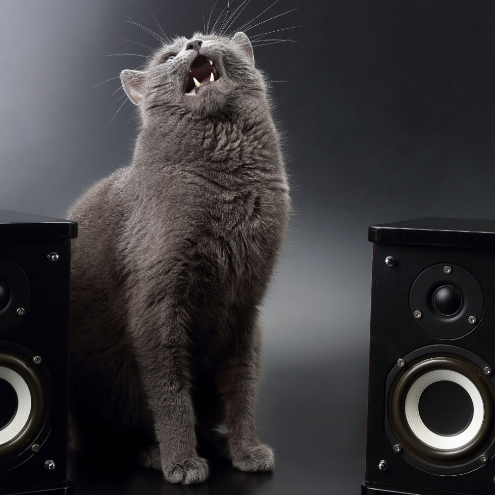 Harmonic Feline Whimsy