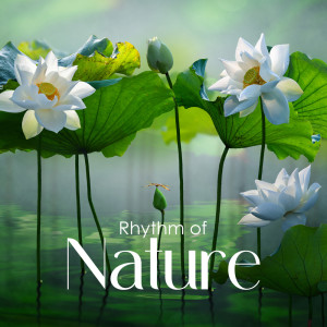 Album Rhythm of Nature (Oasis of Natural Healing and Awareness, Organic Soundscapes Meditation) from Natural Meditation Guru