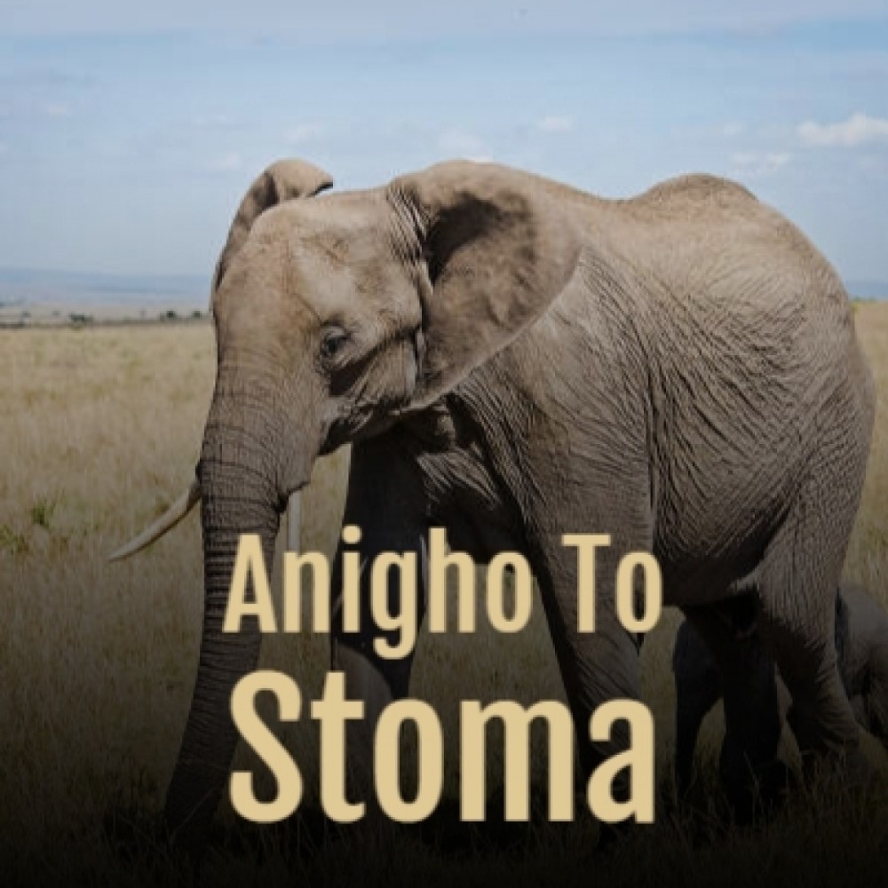 Anigho to Stoma