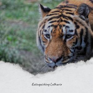 ดาวน์โหลดและฟังเพลง Extinguishing Lothario พร้อมเนื้อเพลงจาก Javid Fiki