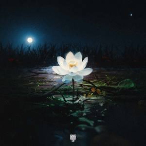 Album LOTUS (Explicit) from Modd