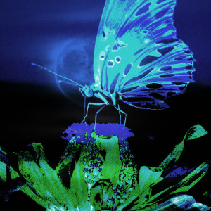default album img
