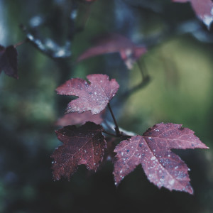 Listen to Let Go song with lyrics from Rain for Deep Sleep