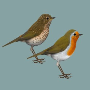 收聽Singing Birds of Poland的Bird call: Robin (Rudzik)歌詞歌曲
