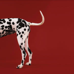 Lynch的專輯DALMATIAN (Explicit)