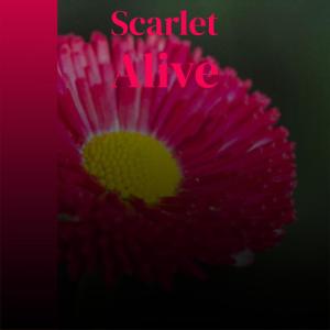 Album Scarlet Alive from Various