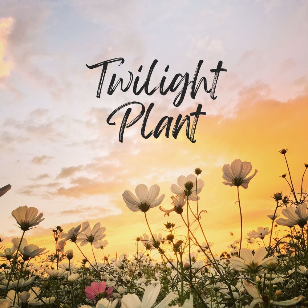 Twilight Plant