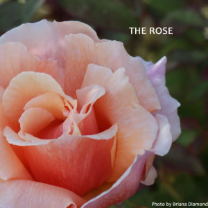 Charlie Williams的專輯The Rose