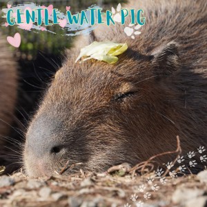 カピ王國的專輯GENTLE WATER PIG