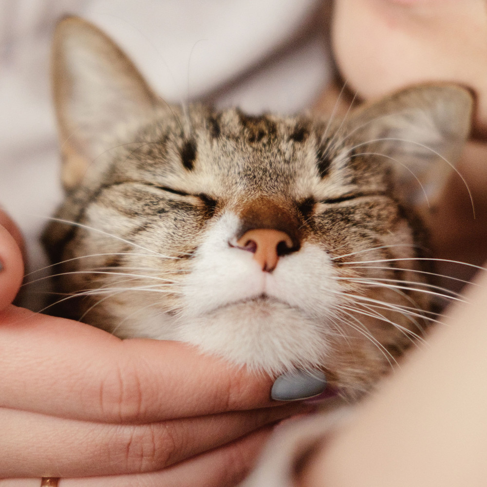 Rainy Cat Purrs Peace