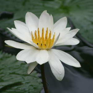 Dengarkan lagu 念佛 nyanyian Ang Mei Foong dengan lirik