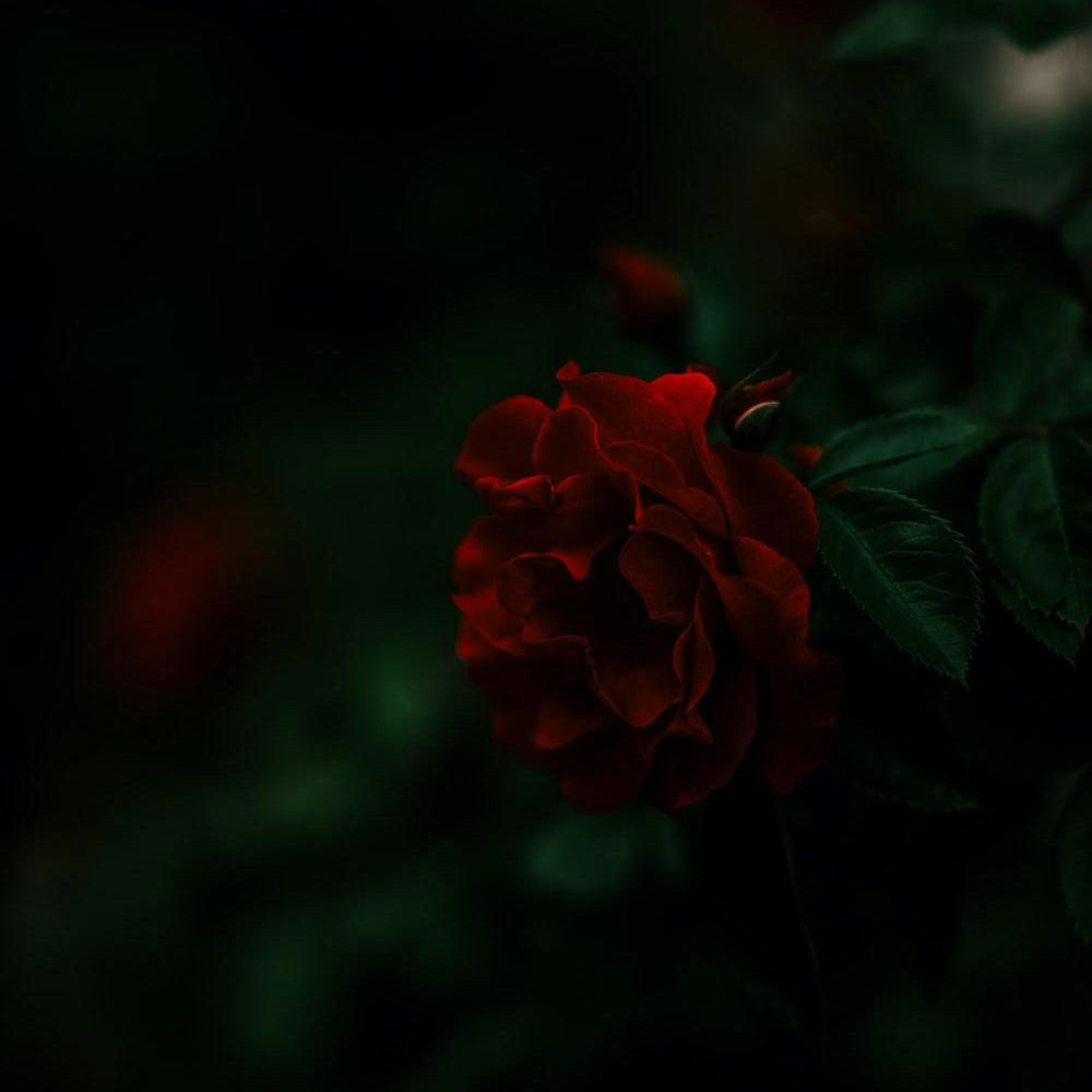 DEMISE and blossom