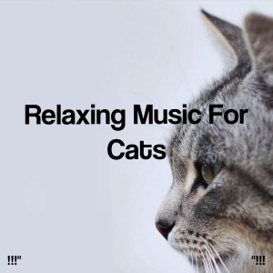 Listen to Relaxing Piano To Study song with lyrics from Spa Music Relaxation