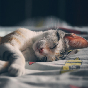 Dengarkan lagu Sleep Music nyanyian Deep Sleep dengan lirik