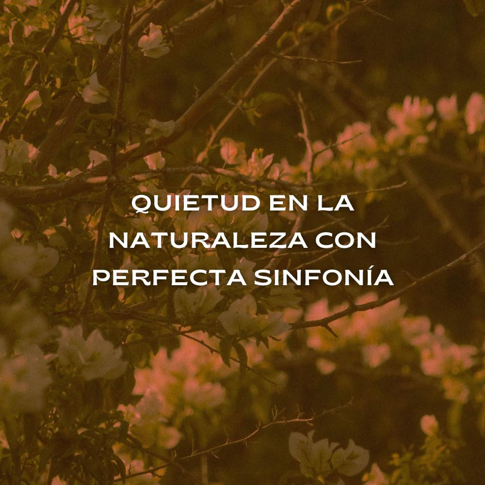 Atmósfera De Yoga Calmante