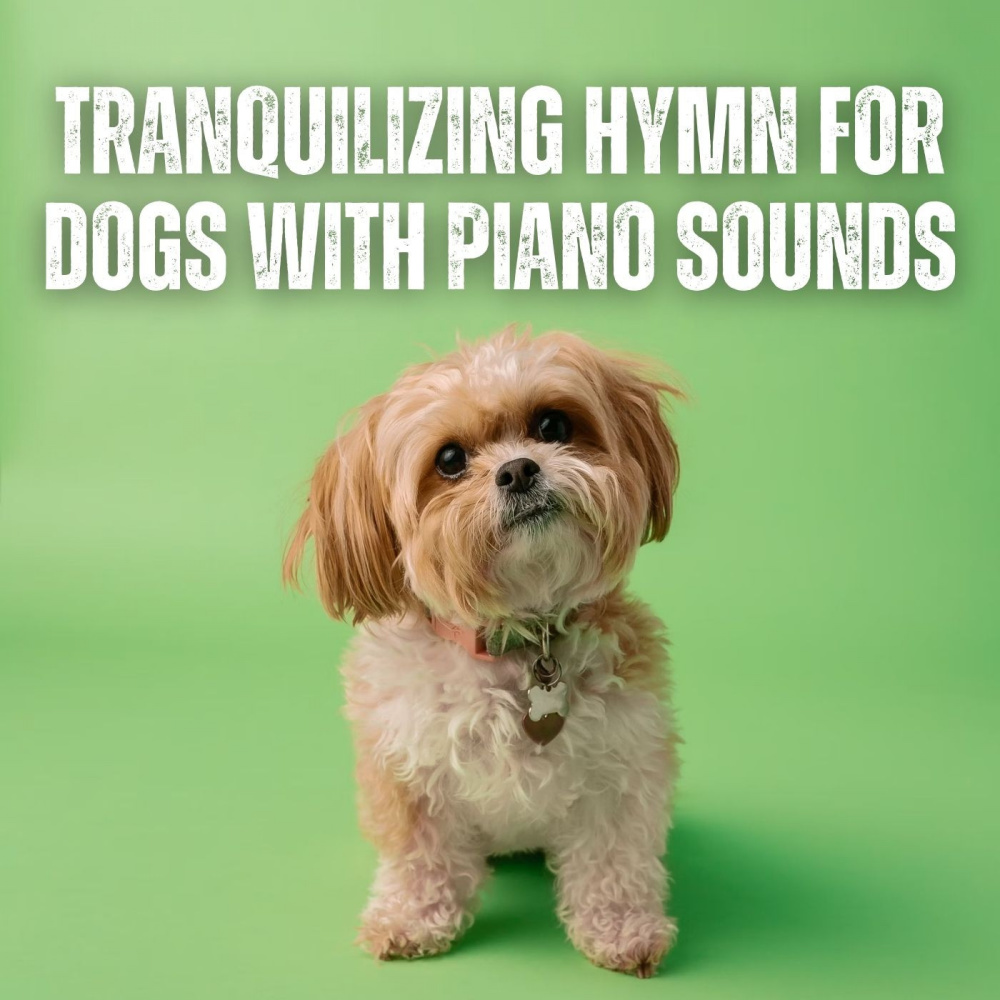Peaceful Tunes for our Four-Legged Friends