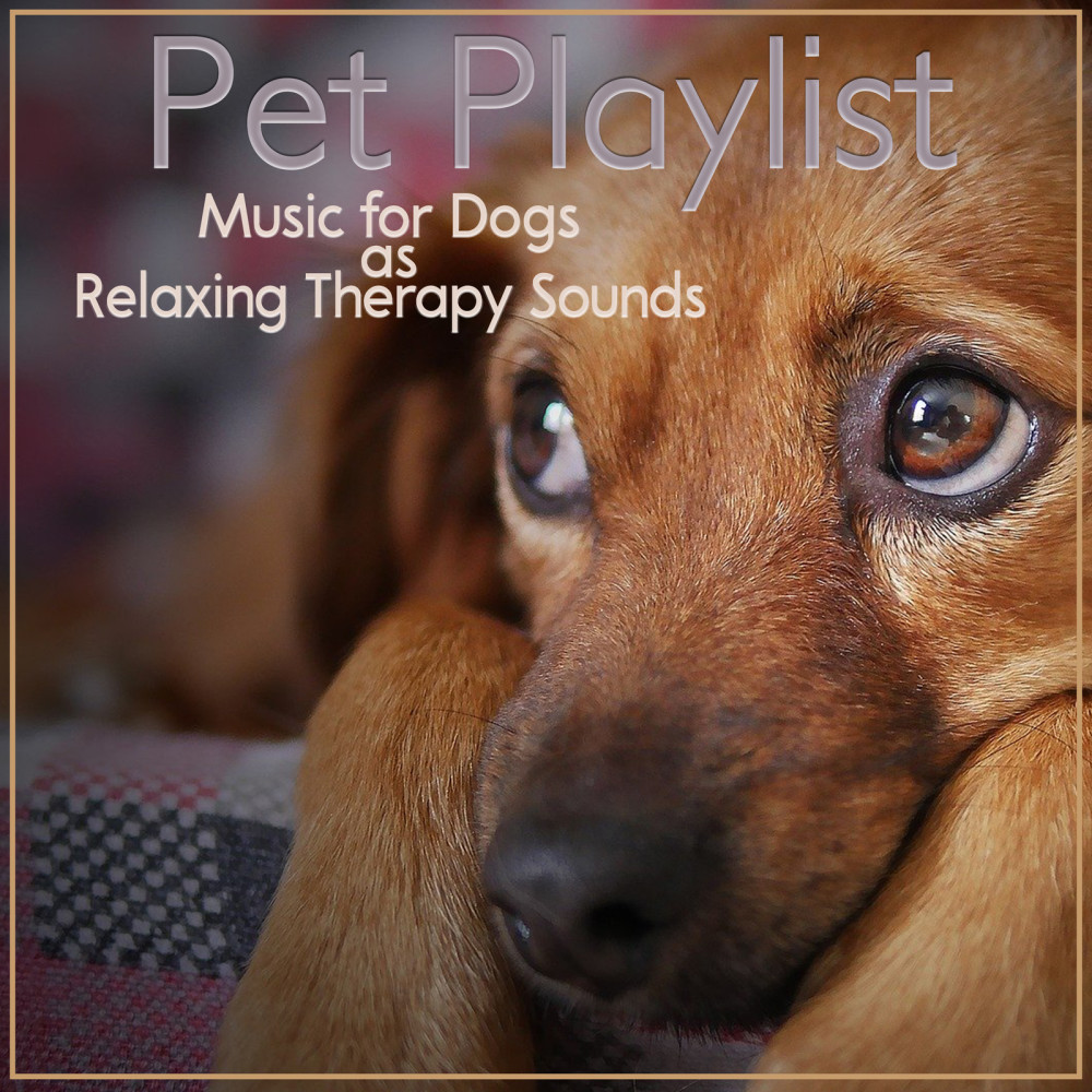 Dog music dreams and best sale relaxmydog soothing music for dogs