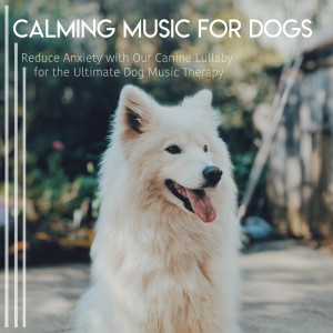 Listen to Forest Evening song with lyrics from Dog Music Dreams