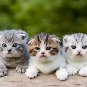 收聽Abub的Anak Kucing Memanggil Induk (Remix)歌詞歌曲