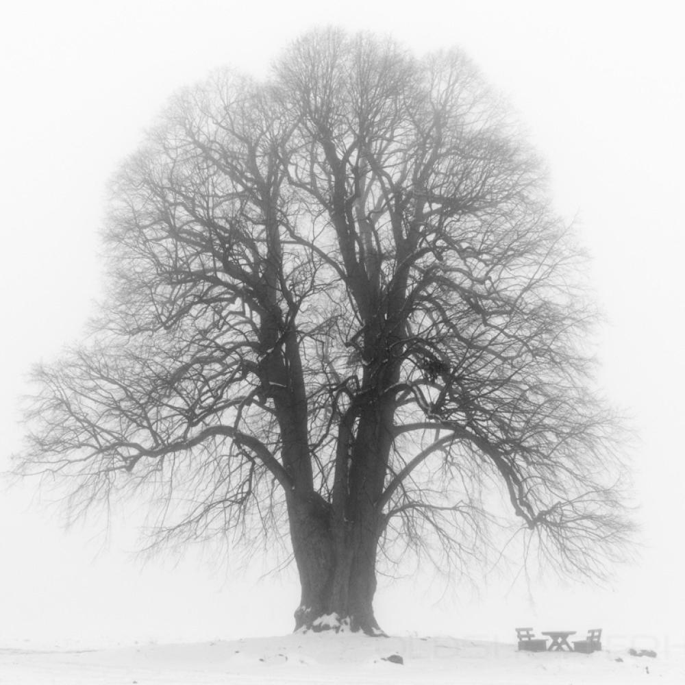 This Tree'll Be The Death Of Me 