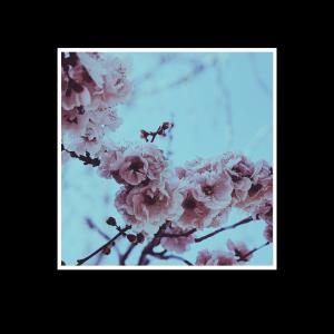 ดาวน์โหลดและฟังเพลง Hanami พร้อมเนื้อเพลงจาก ideshii