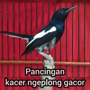 Listen to Pancingan Kacer Ngeplong Gacor song with lyrics from master kacer 87
