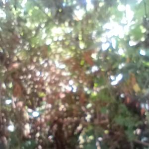 Trance的專輯break a leg (demo)