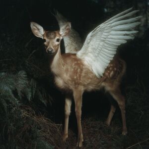 default playlist img