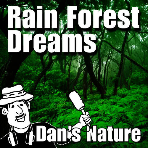 New Day Dawning - Natural Rainforest Balance