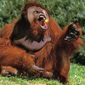 ดาวน์โหลดและฟังเพลง Urin Utan (Explicit) พร้อมเนื้อเพลงจาก Infotzrico