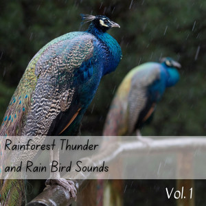 Rainforest Thunder and Rain Bird Sounds Vol. 1 - 3 Hours