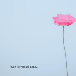 Murcielago的專輯even flowers are alone..