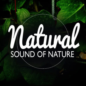 收聽Natural Nature的Rill Through the Trees歌詞歌曲