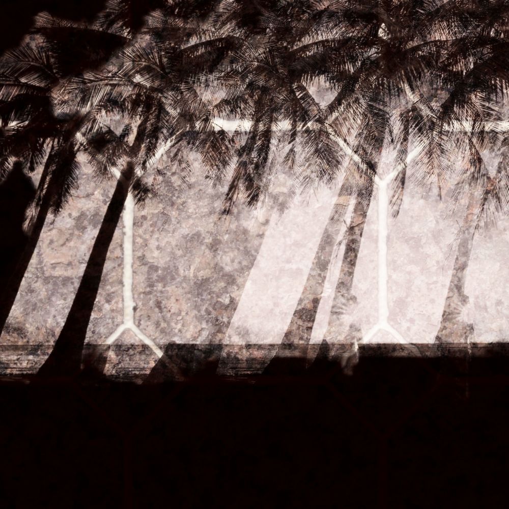 Dancing in the Palm Trees