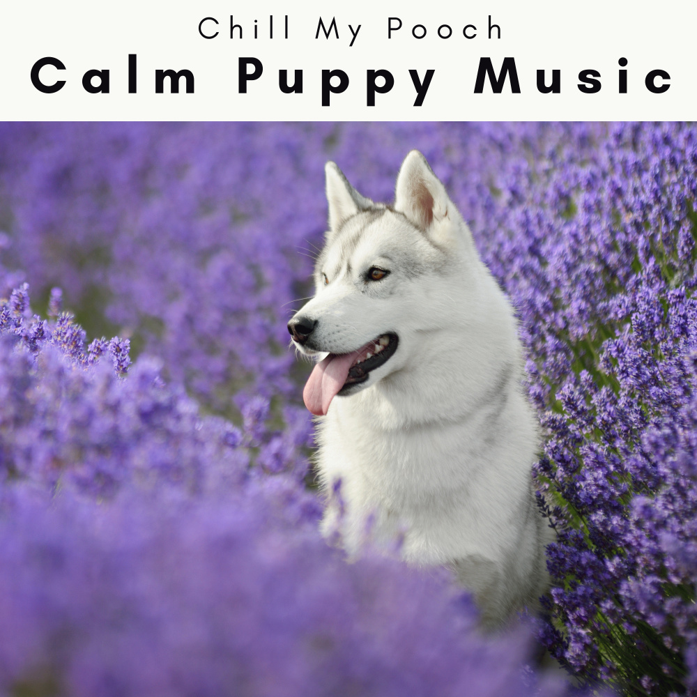 Soft Songs for Fluffy Puppy