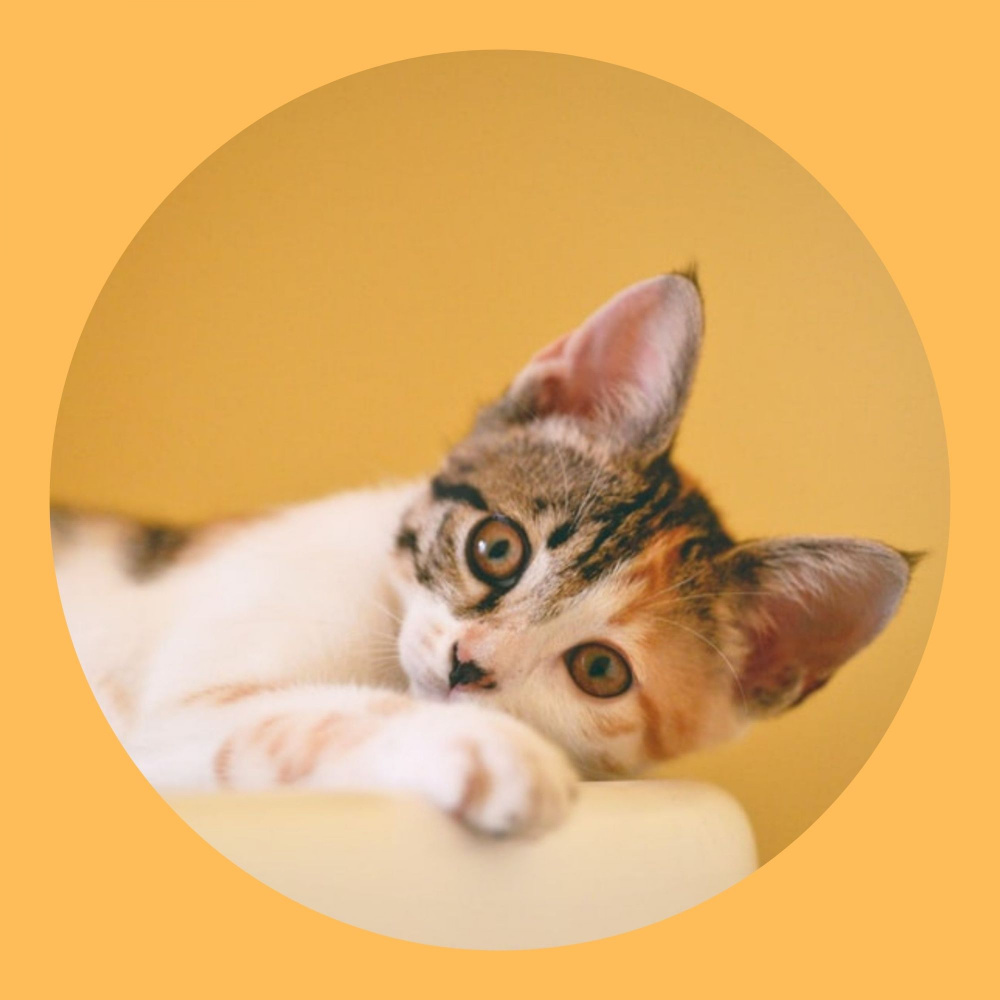 Tremendous Backdrops for Funny Cats