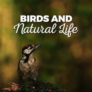 ดาวน์โหลดและฟังเพลง Quiet Meadow พร้อมเนื้อเพลงจาก Bird Sounds