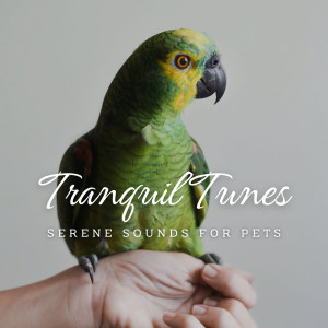 Classical Piano Music的專輯Tranquil Tunes: Serene Sounds for Pets