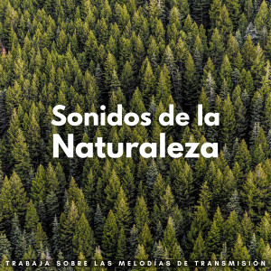 Paraíso de los sonidos de la naturaleza的專輯Sonidos De La Naturaleza: Trabaja Sobre Las Melodías De Transmisión