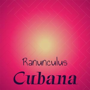 Various Artists的專輯Ranunculus Cubana