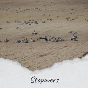 Album Stopovers from Various