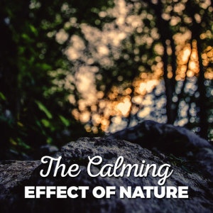 ดาวน์โหลดและฟังเพลง A Meeting of Streams พร้อมเนื้อเพลงจาก Nature Sound Series