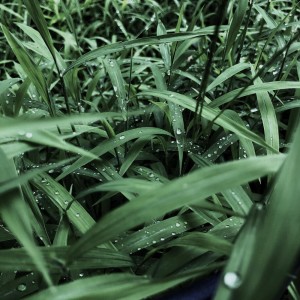 Album Lo-Fi Breeze from Akako Ai