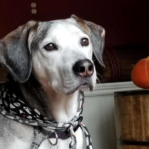 ดาวน์โหลดและฟังเพลง D2 The Dubs พร้อมเนื้อเพลงจาก AudioPyre