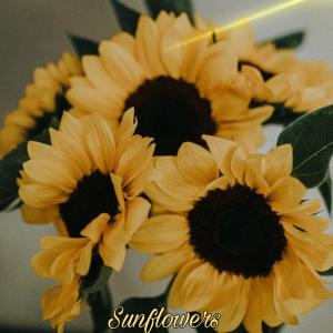 Listen to Sunflowers song with lyrics from Eunoia